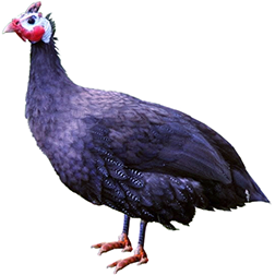 Royal Purple Guinea